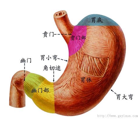 胃 位置|胃的位置、形态、结构及功能